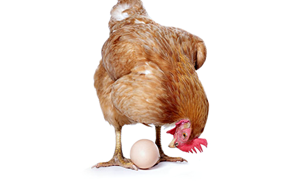 el huevo o la gallina