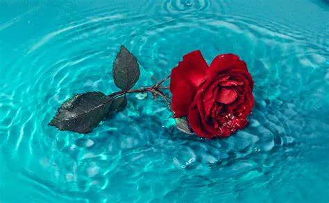 el agua y la rosa-poema-posdata-digital-press