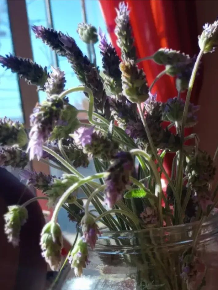 El arte de cosechar lavanda: un encuentro con la esencia de la vida-posdata digital press