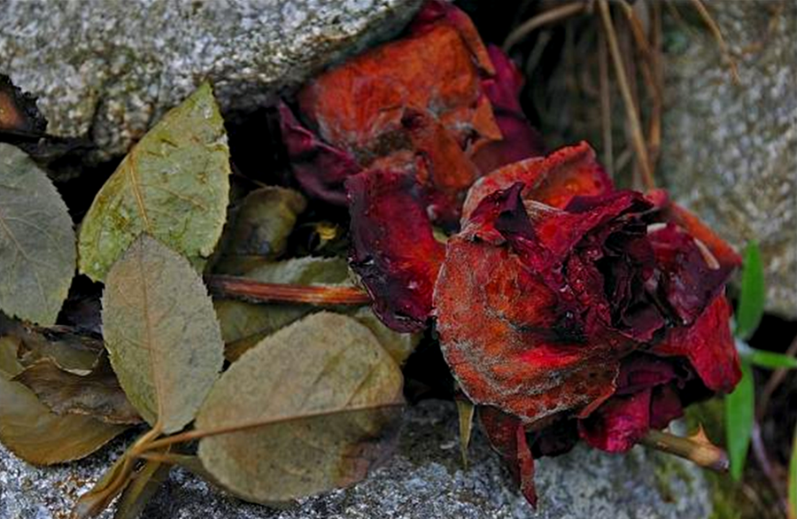 Rosas-marchitas